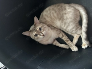 Snow Lynx Bengal Kater abzugeben 