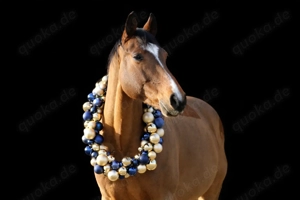 Schicker Springwallach zu verkaufen 