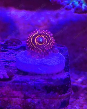 Zoanthus "Stratosphere" Bild 2