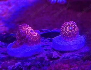 Zoanthus "Stratosphere" Bild 3