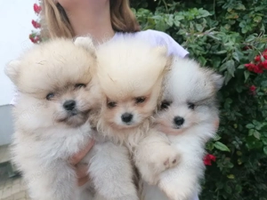 Pomeranian Zwergspitz 