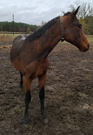 Verkaufe einen 2 j DSP Hengst 