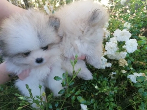 Pomeranian Zwergspitz  Bild 7