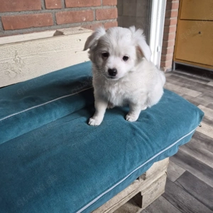 Havaneser welpe Bild 3