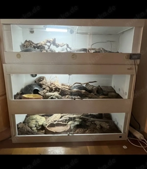 Königspython abzugeben  Bild 4