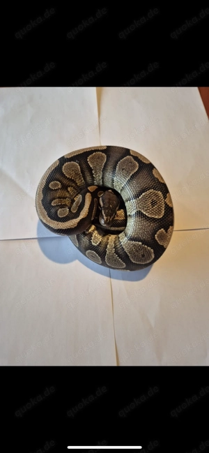 Königspython abzugeben  Bild 3