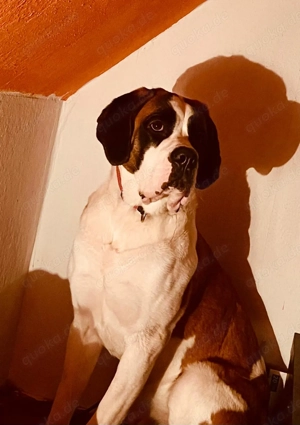 Bernhardiner Mädchen 1.Jahr und 7 Monate alt