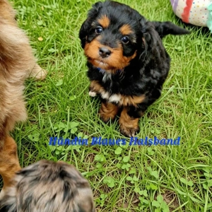 Miniature Australian Shepherd   Pudel 