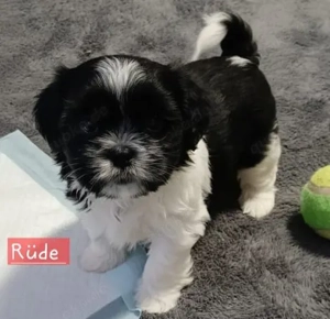 Welpen Shih Tzu 