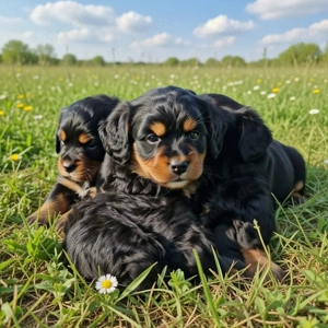 Miniature Australian Shepherd   Pudel 