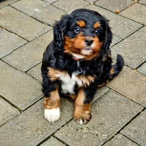 Wunderschöne Miniature Aussie  pudel Welpen Mini Aussie   Zwerg Pudel  (Prinzessinnen!)