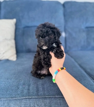 Maltipoo-welpen  Bild 5