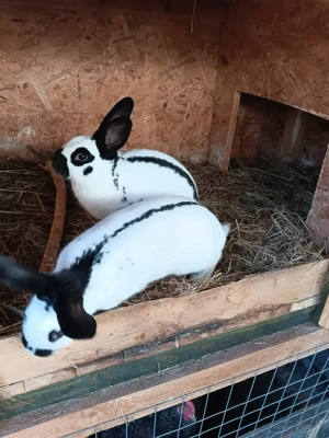 Süsse häsin abzugeben