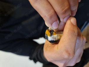 Stieglitz parva männlich 