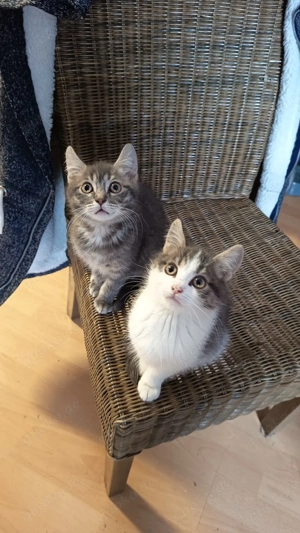 2 kater suchen ein schönes Zuhause ...