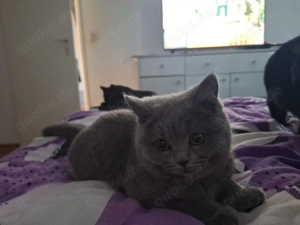 2 BKH Kitten (4Monaten) abzugeben