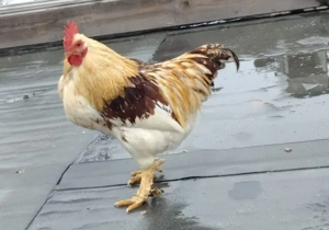 Hähne aus 2025 und 2024 abzugeben