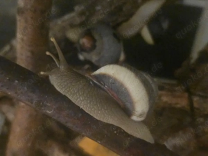 Acavus h. haemastoma adult