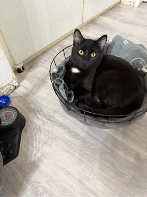 Zwei EKH-Siam Brüder suchen ein neues  Zuhause 