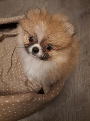 pomeranien zwergspitz mini (Mädchen)