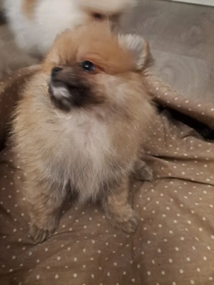 pomeranien zwergspitz 