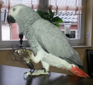 Graupapagei Weibchen