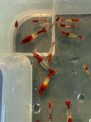 Red Rili Neocaridina Garnelen Bild 2