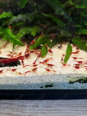 Red Rili Neocaridina Garnelen Bild 3