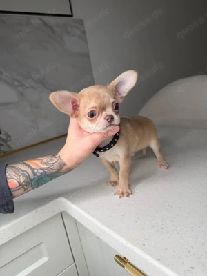 Hallo   , ich heiße Tokyo,    ich suche ein neues Zuhause    