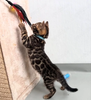 Außergewöhnliche reinrassige Bengal-Kätzchen!!!