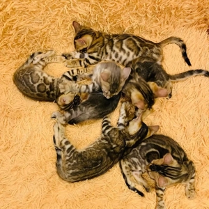Außergewöhnliche reinrassige Bengal-Kätzchen!!!  