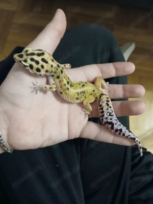 leopardgecko super gigant jungtiere