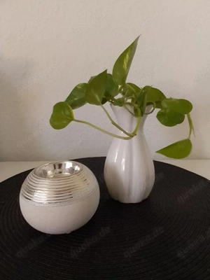 Efeututen Pflanzen ab 1 Euro 