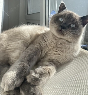 BKH Blue Point Mink DECKKATER Kein Verkauf!!!!!!!!