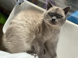 BKH Blue Point Mink DECKKATER Kein Verkauf!!!!!!!! Bild 5