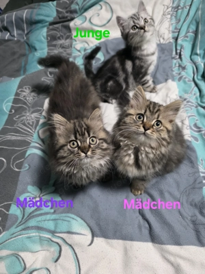 BKH  BLH Kitten, 12 Wochen