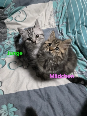 BKH  BLH Kitten, 12 Wochen