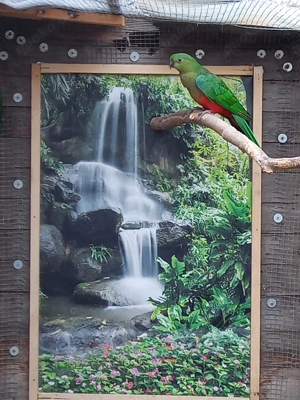 Königssittiche   harmonisches Paar abzugeben