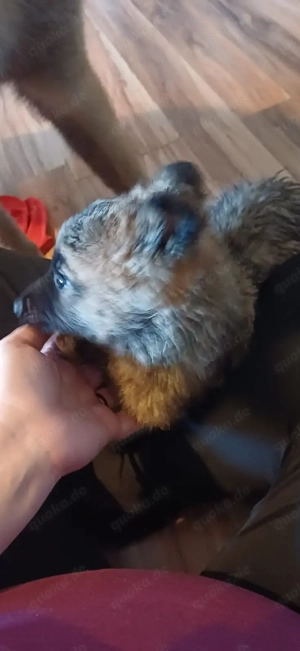 Keine Couchpotatos! X Herder Welpen mit Charakter 