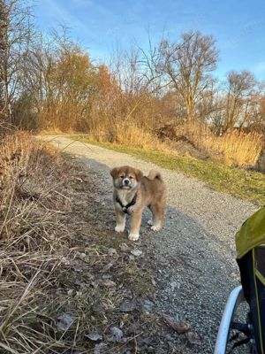 Akita Inu Welpen