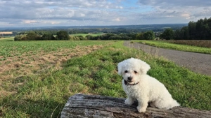 Bichon frise reinrassig