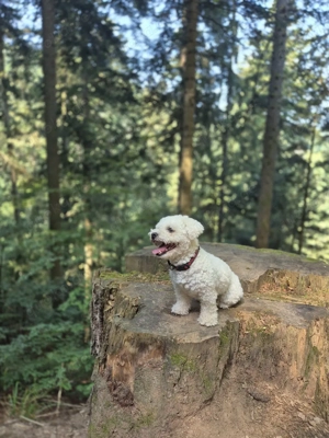 Bichon Fris  reinrassig