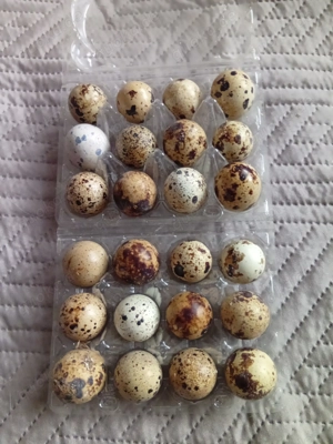 12 Wachteleier Wachtelspeiseeier 