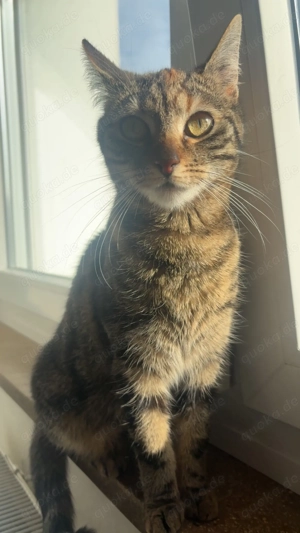 Junge Katze zu verkaufen 