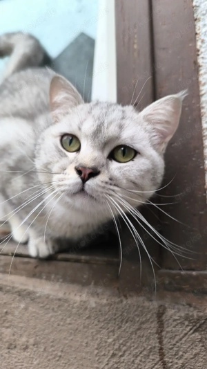 Wunderschöner BKH Kater sucht liebevolles Zuhause