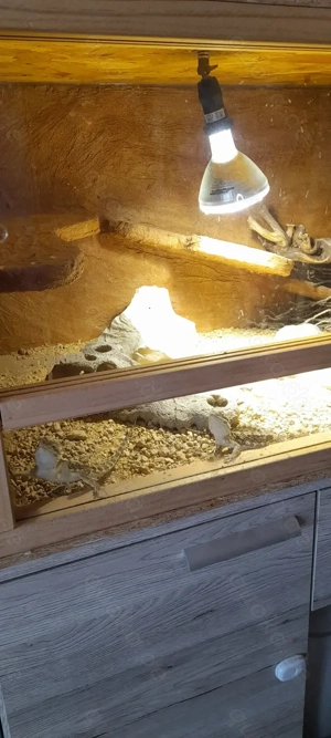 Zwergbartagamen Pärchen DNZ 2025 mit kompletten Terarium zu verkaufen 