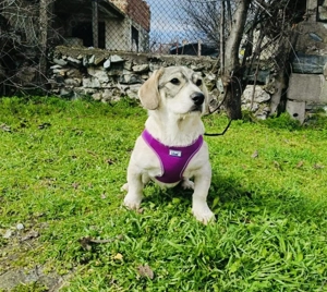 Basset Mix Karam sucht ein Zuhause 