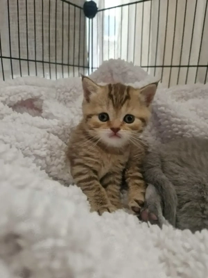 Bkh tabby tiger golden black babys reservieren letzten 2 hübschen