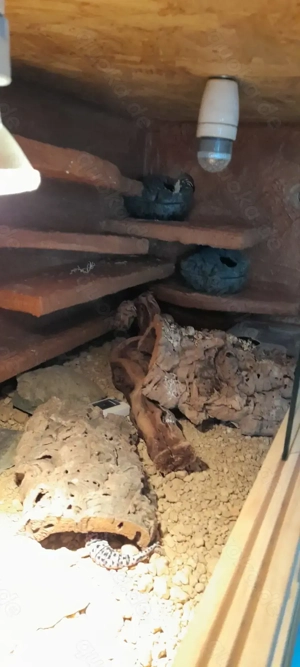 Leopardgecko Gruppe mit kompletten Terrarium zu verkaufen 