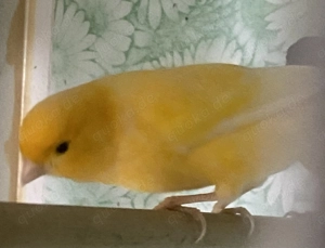 Kanarienvogel zum tauchen  Bild 2